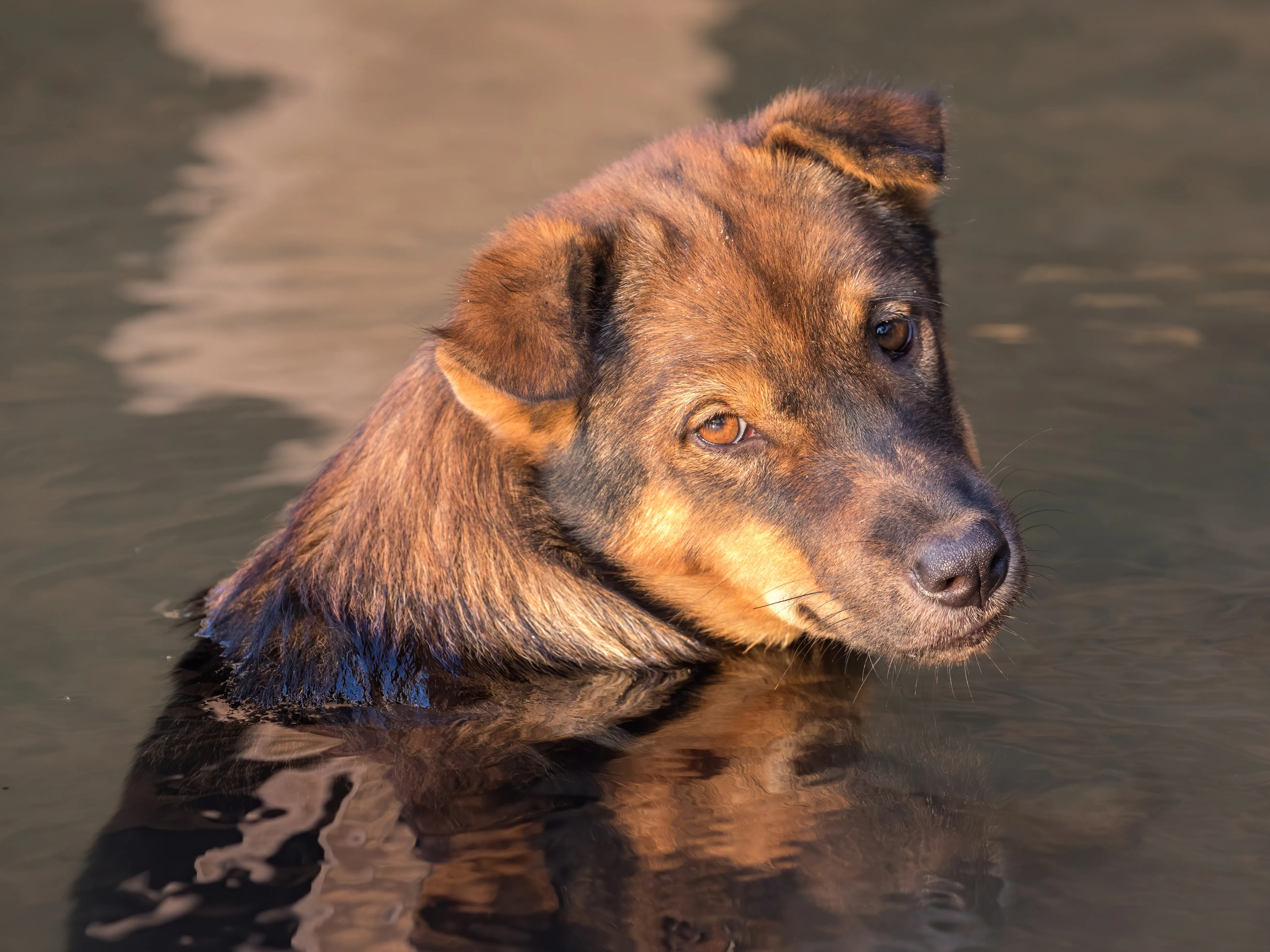 Yellow-brown dog, looking directly toward the camera, waiting for someone to pet them.