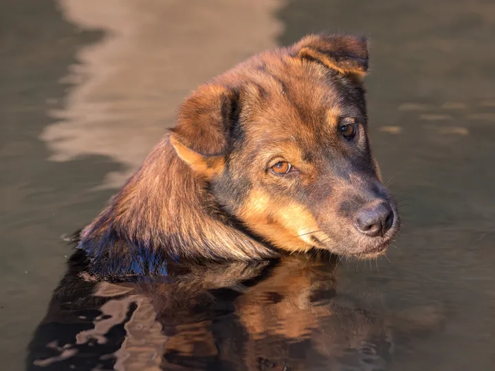 Yellow-brown dog, looking directly toward the camera, waiting for someone to pet them.